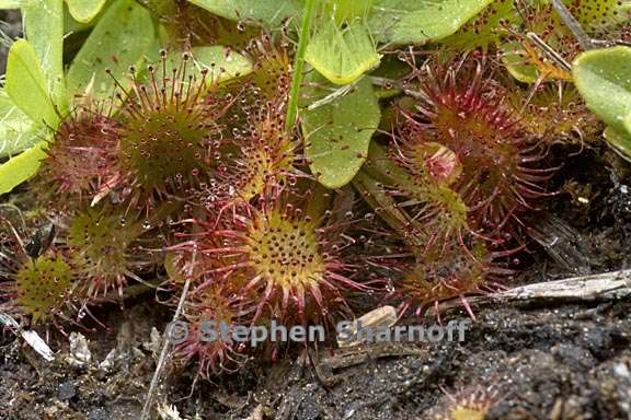 drosera rotundifolia 5 graphic